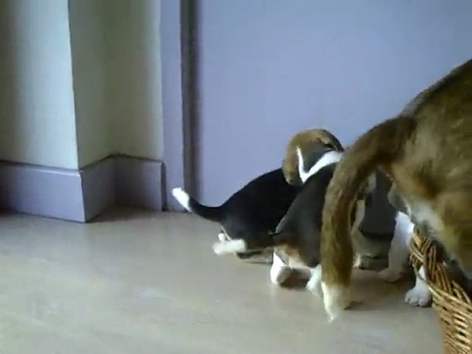 chiots beagles dans l'appartement en pleine découverte !