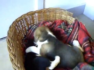 Chiots de biba et décibel a 6 semaines !