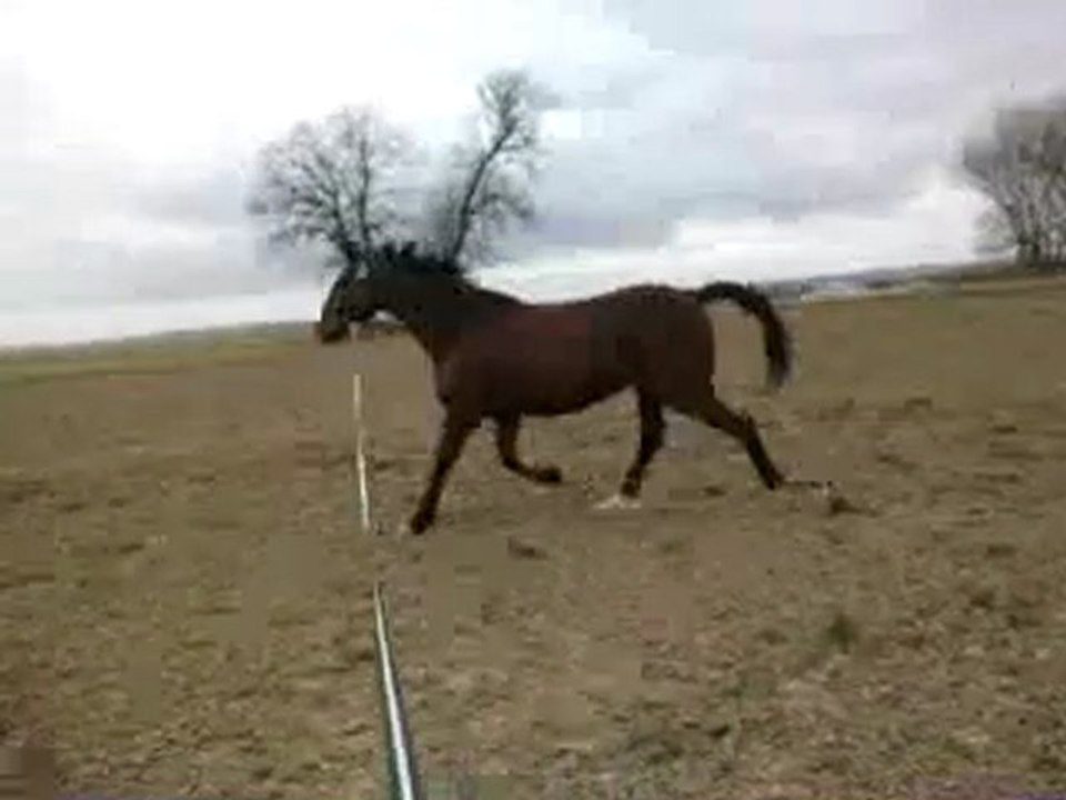 loulou à la longe
