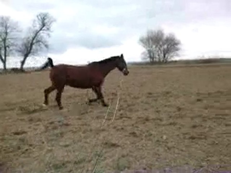 loulou à la longe 2