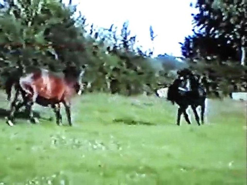 Quenetta et poneys 2