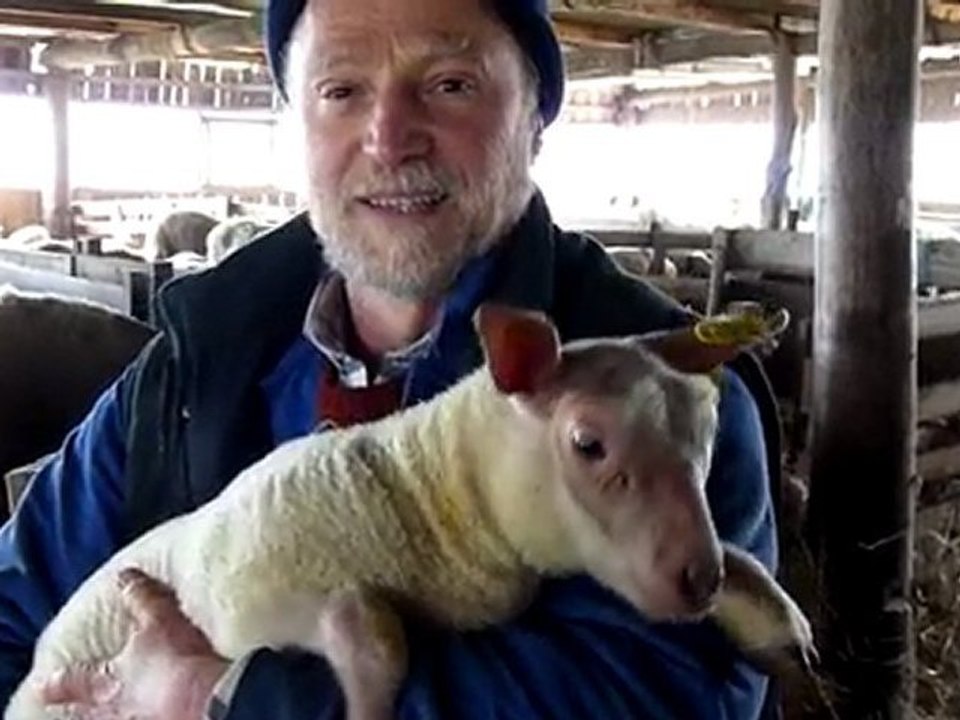 Le pur brebis du Lochois