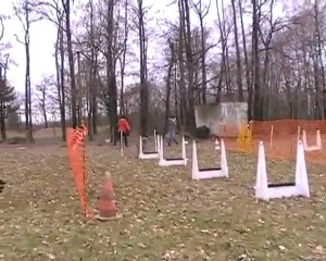 flyball