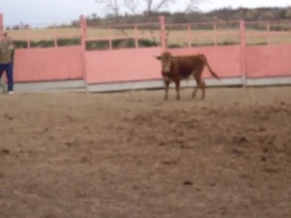 Capea en Logroño La Rioja (despedidas de solteros)