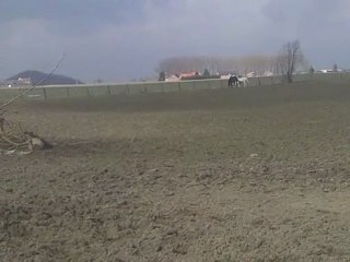 balou et saïda en prairie, frère et soeur