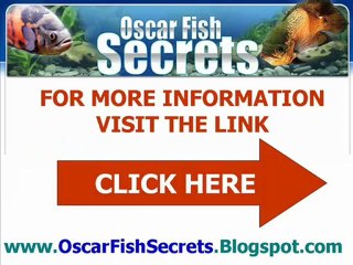 Oscar Fish Secrets