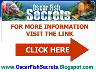 The Oscar Fish Secrets
