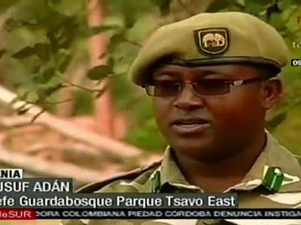 Elefantes africanos, amenazados por tráfico de marfil