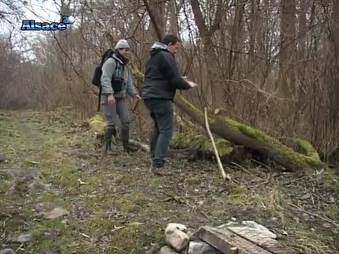 Les forêts alluviales rhénanes en Alsace