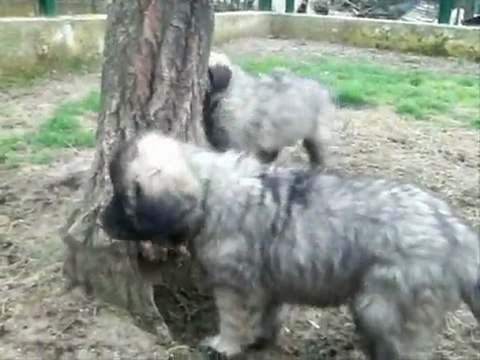 Chiots Sarplaninac à la Vallée du vent , le15 mars 2010