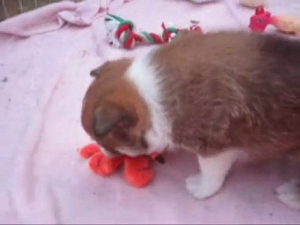 The One and Only - Anuka Lunde von Amon Sul