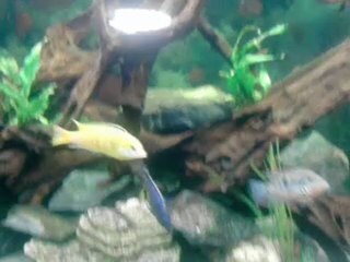 mon aquarium 830 litre 2000x75x60