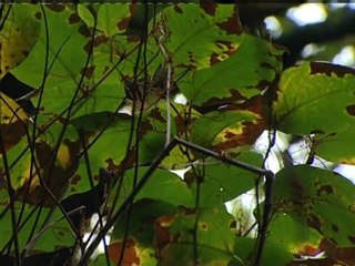 Government to release plant lice in weed battle