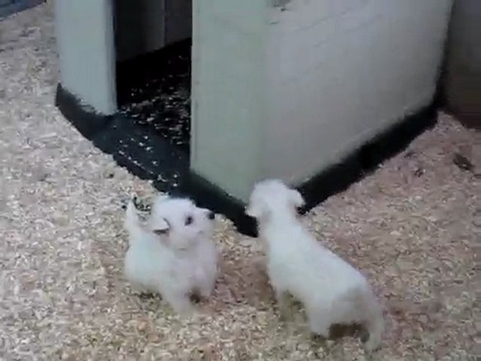 bébés westies