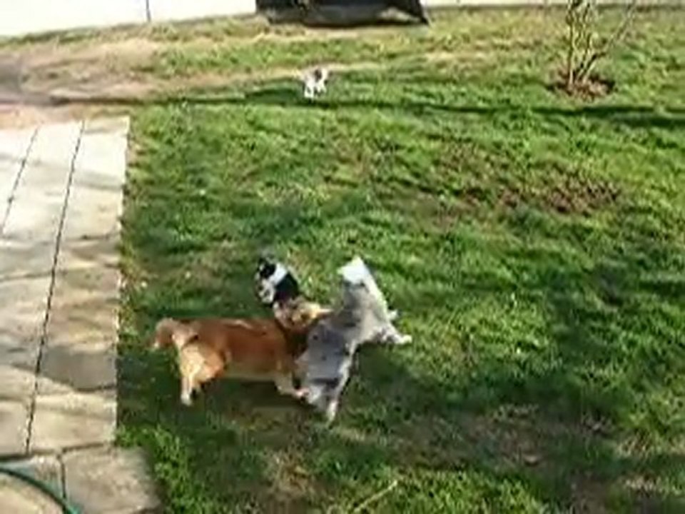 Chiots shelties - 1ère sortie au jardin - 16/03/2010