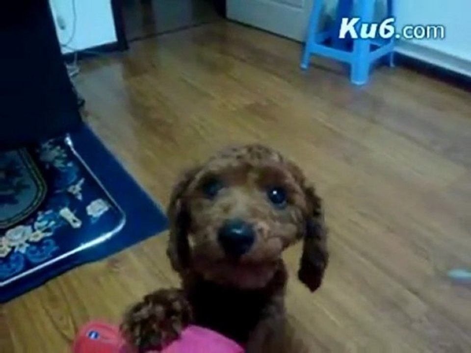 Un chien dit maman