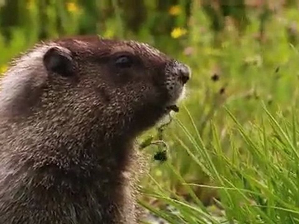 Windows 7 ( Sample Video  Natur )