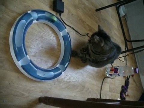 Happy en pleine séance de jeux