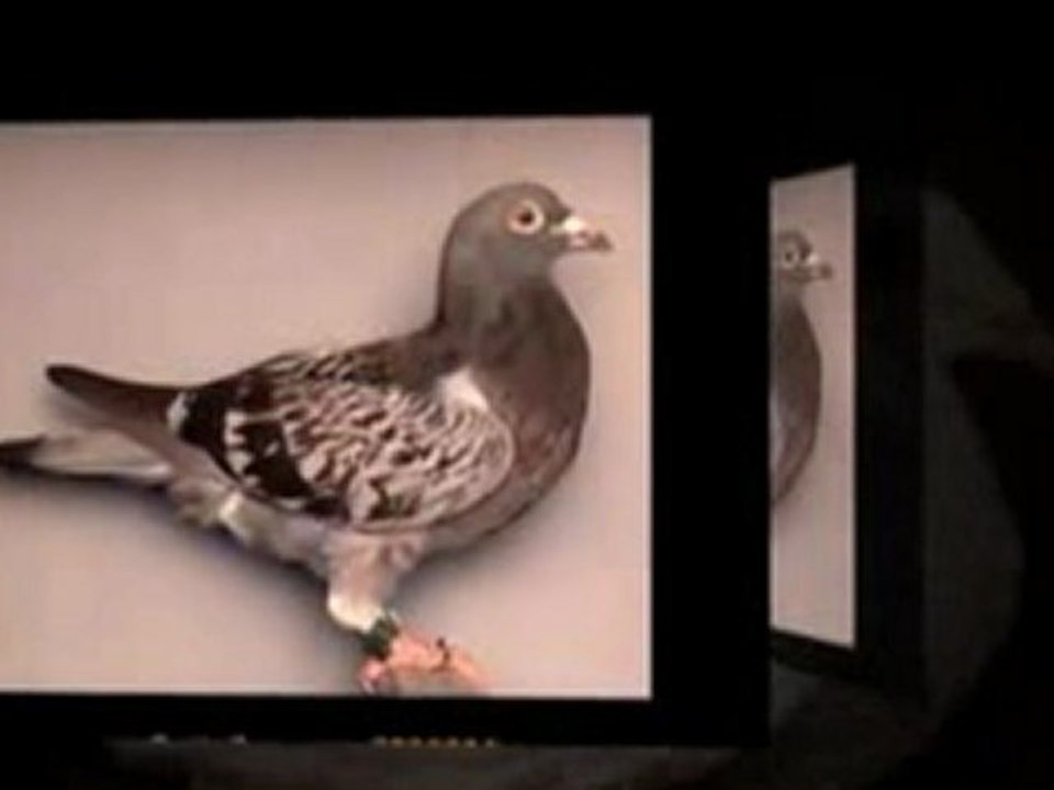 Pigeon Pals Racing Club Daily Results 238