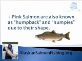 Alaskan Salmon Fishing @ AlaskanSalmonFishing.org