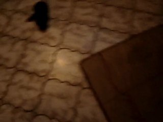 Chiots yorkshire terrier