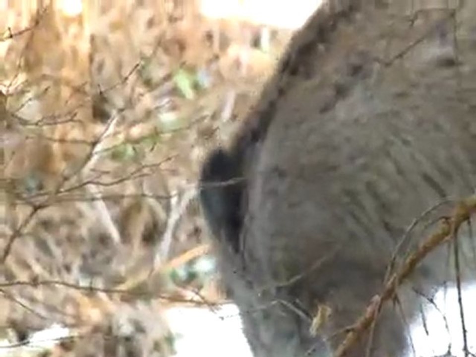 SAnglier