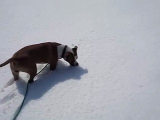 amstaff DOT neige Argeles sur mer
