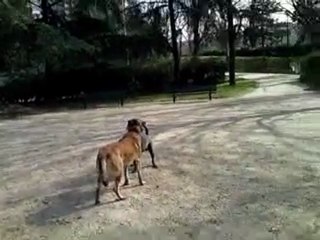 Mogwai découvre les plaisirs de la vie ! 16/03/2010