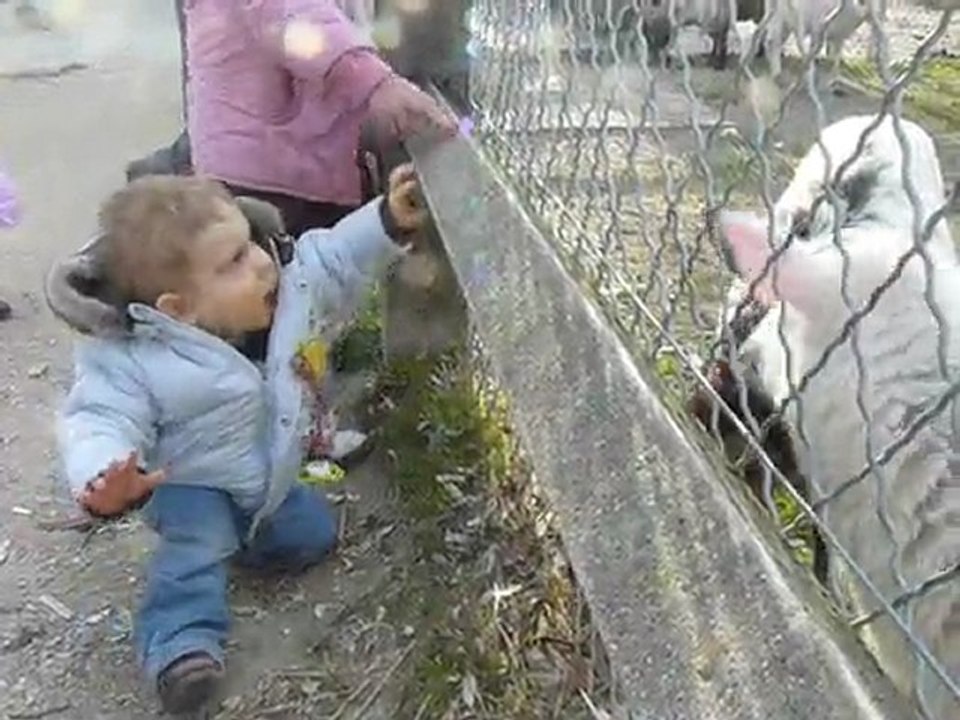 Stan et les moutons