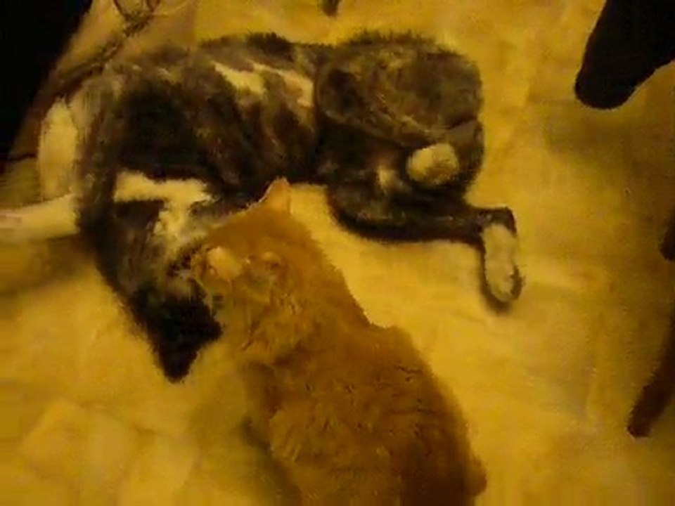 rouky et kuma