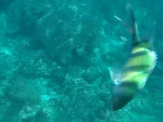 Phuket - Phi Phi Island