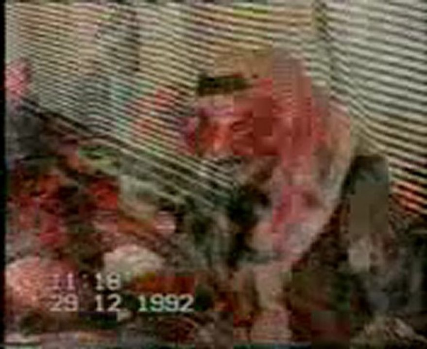 آل سعود بني أمية
