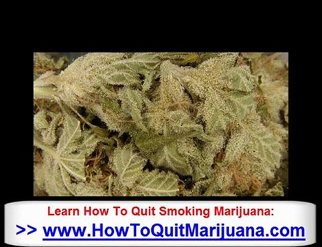 Know Statistics for Weed - How To Quit Smoking Pot - Save Yo
