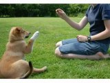 DOG TRAINING KNOW THE DIFFERENT TYPES