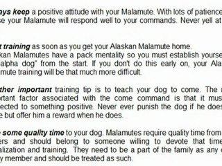 Guide To Alaskan Malamute Training