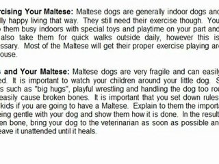 Maltese Dog Training