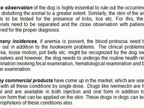 Heart Worm, Fleas And Other Parasites