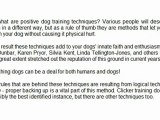 Positive Methods Training Dogs