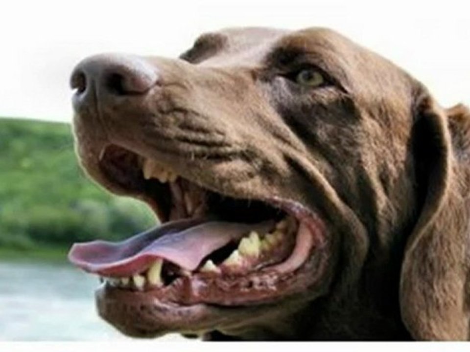 POSITIVE TRAINING FOR YOUR BARKING DOG