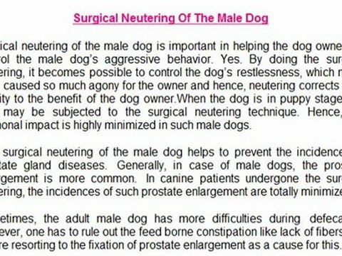 Spaying And Neutering