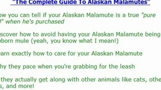 The Complete Guide To Alaskan Malamutes