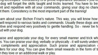 Tips For Bichon Frise Training