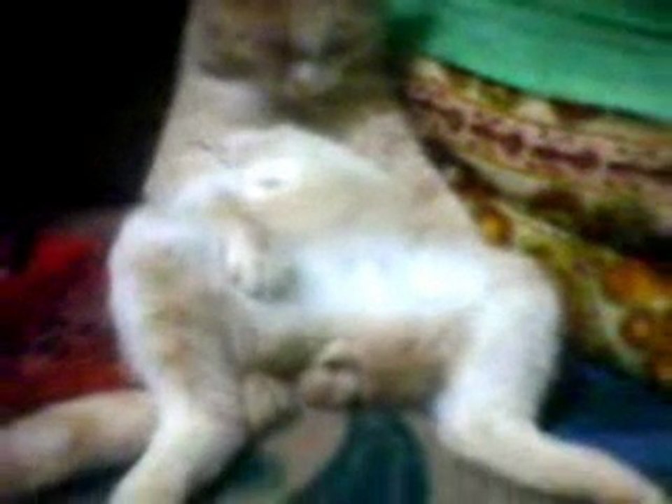 Kedi