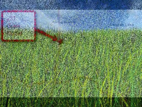 Grass / Lawn Sod, Zoysia, Bermuda, St. Augustine San Antoni