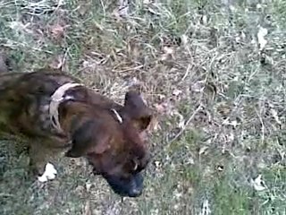 Eclair et Rafale la mamie...