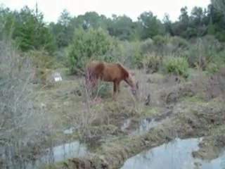 Pouliche du Dailyposte