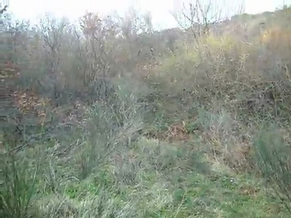 Gordon Setter Çulluk1