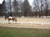 Dressage Vertus 14 mars 2010