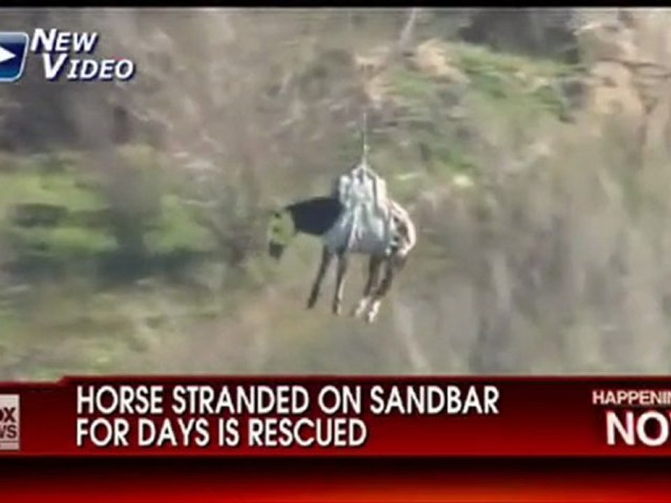 Uratowali konia helikopterem