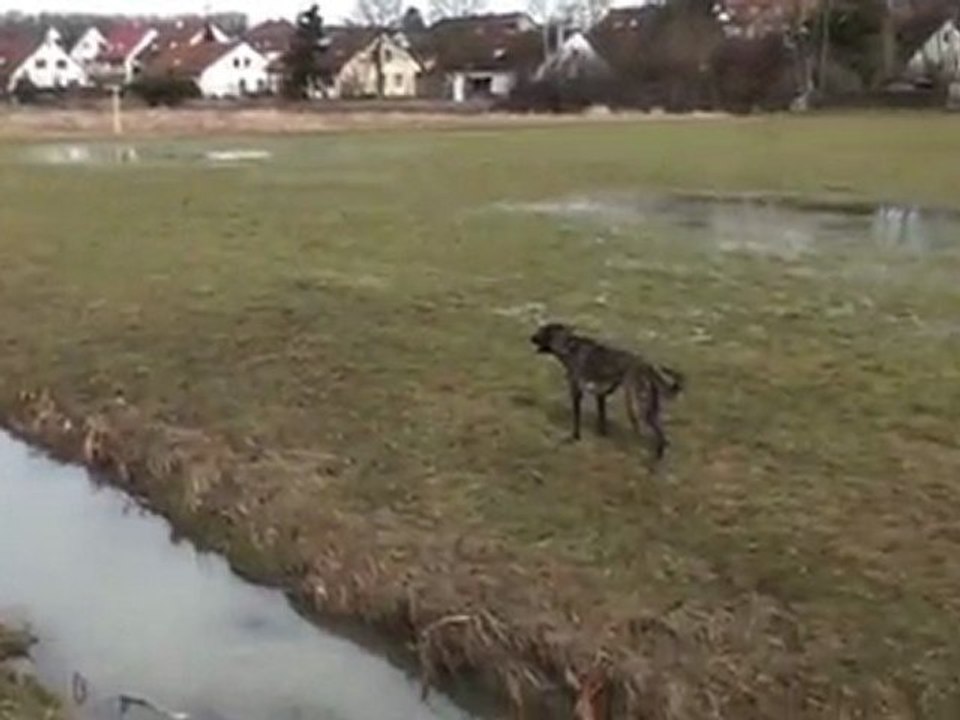 Stadt Ansbach antwortet auf unsere Anfragen zur Hundesteuer